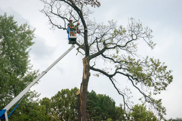 Best Utility Line Clearance  in Mountain Home, ID