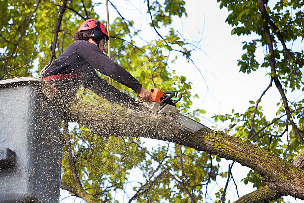 Reliable Mountain Home, ID Tree Services Solutions