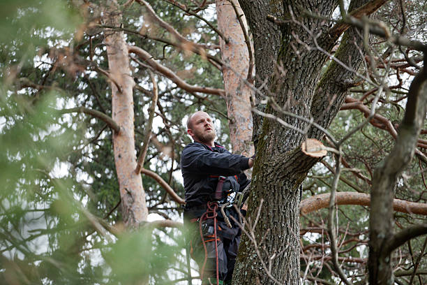 Best Commercial Tree Services  in Mountain Home, ID